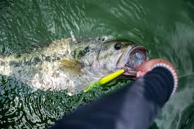 Expert Bass Fishing Tips: Ultimate Guide For Success