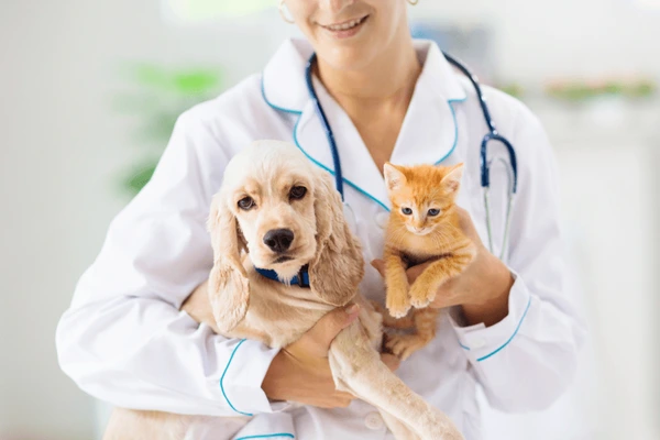 Finding The Perfect Vet Made Easy